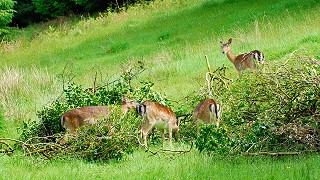 Deer on the Glenregan loop